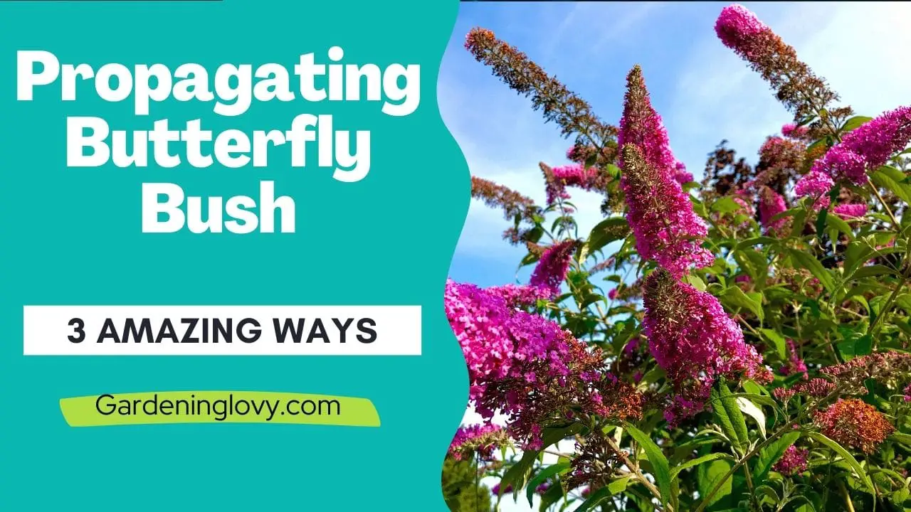 Propagating Butterfly Bush