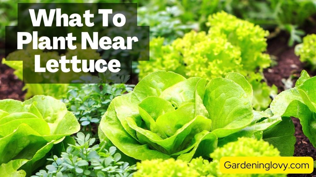 How Is Companion Planting Beneficial for Lettuce Crop