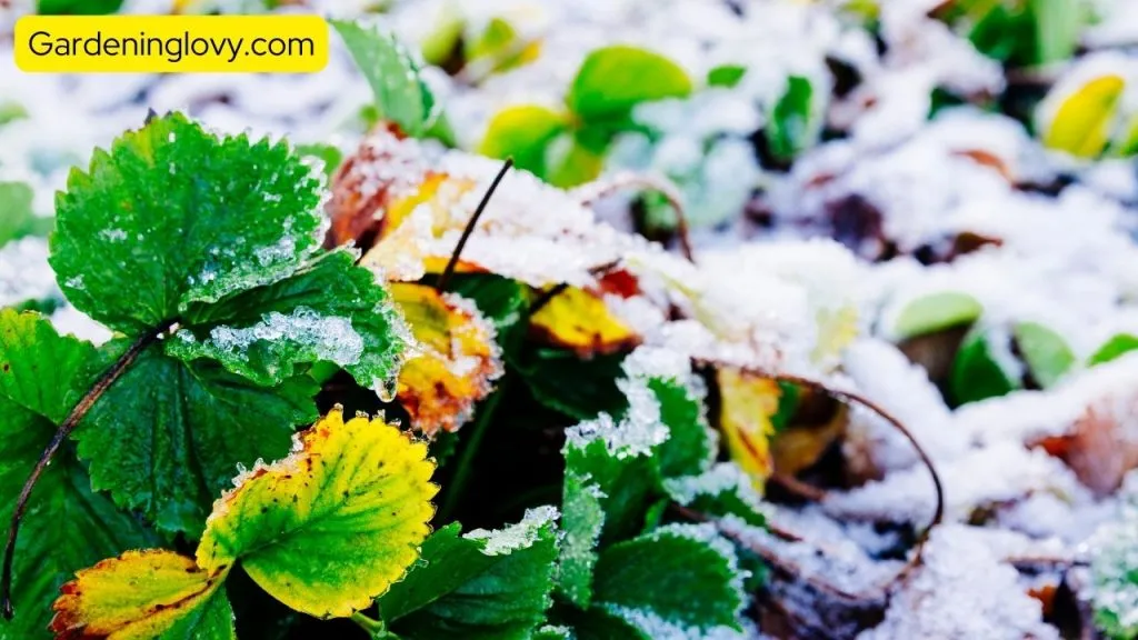 Why to protect plants from frost damage