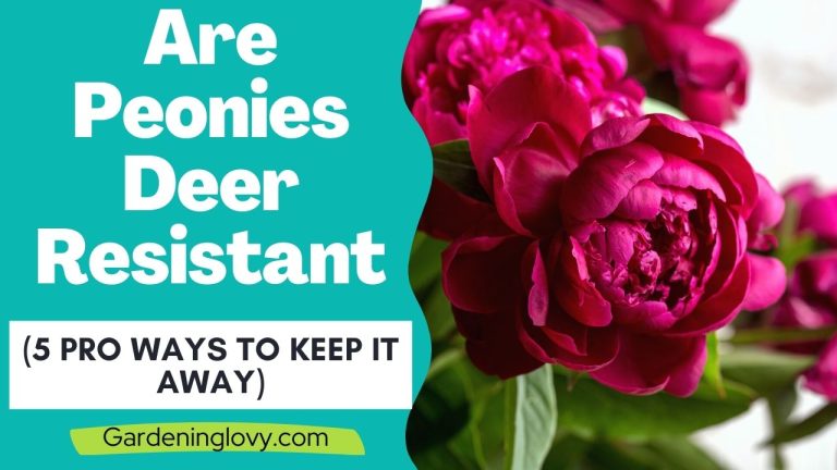 Are Peonies Deer Resistant
