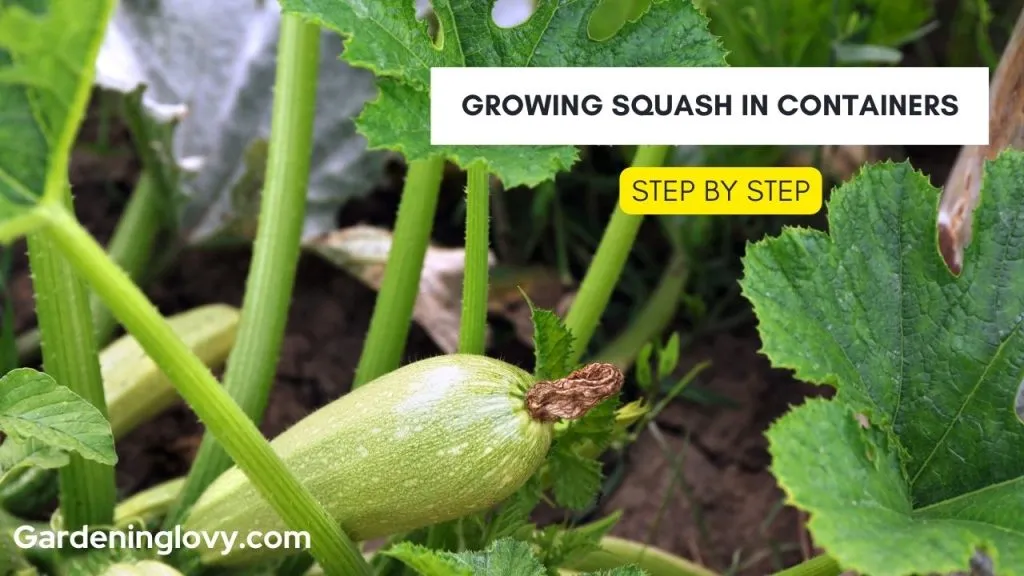 How To Grow Squash In Containers