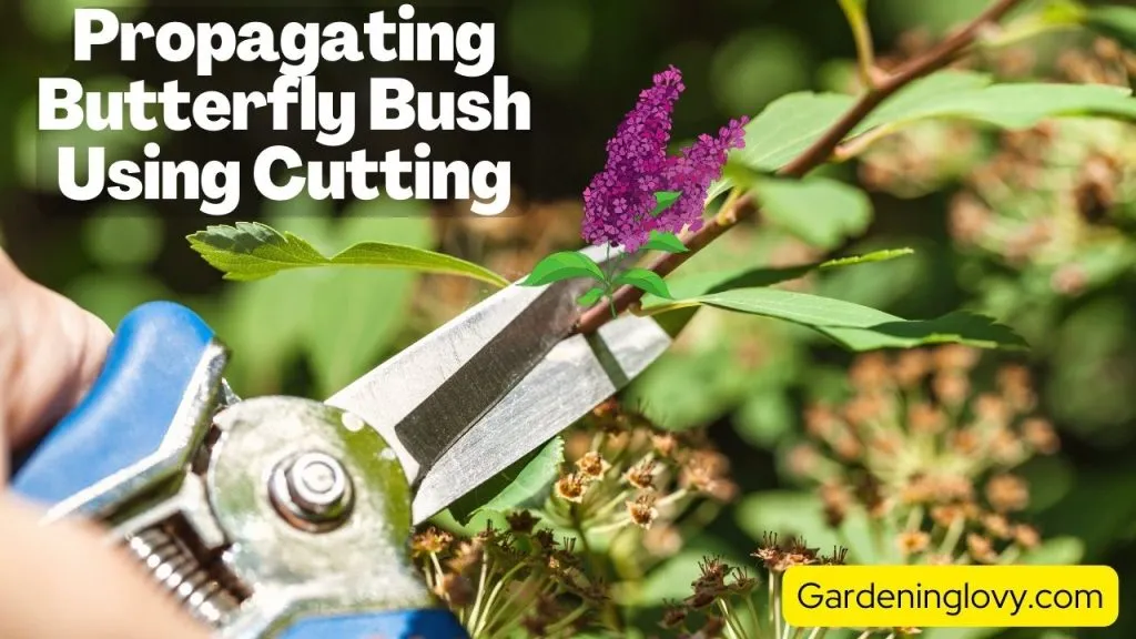 Propagating Butterfly Bush Using Stem Clippings