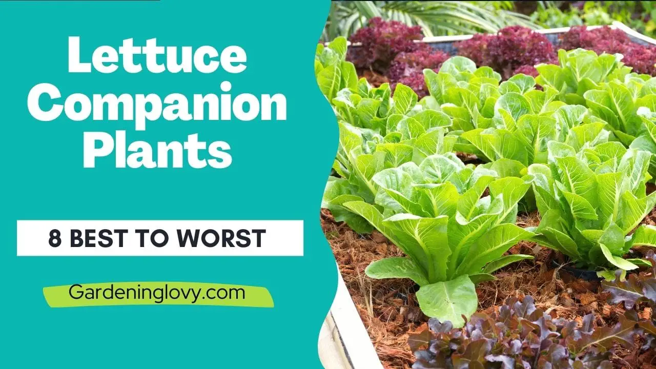 Best lettuce companion plants list