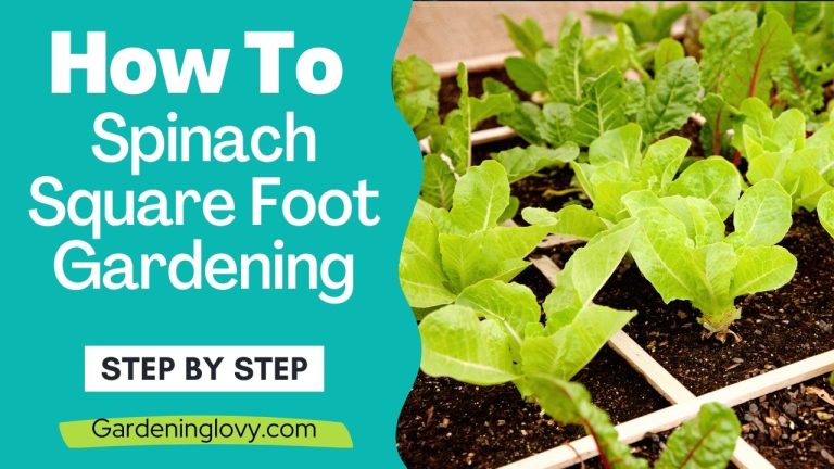 2 min 7 Spinach Square Foot Gardening