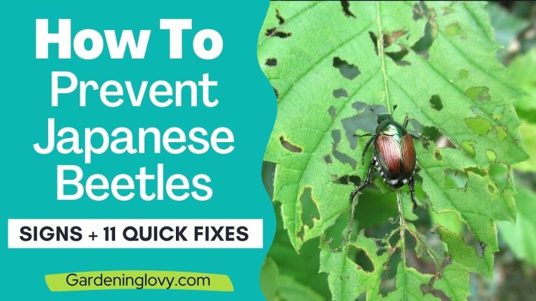 2 min 8 how to prevent Japanese beetles From garden