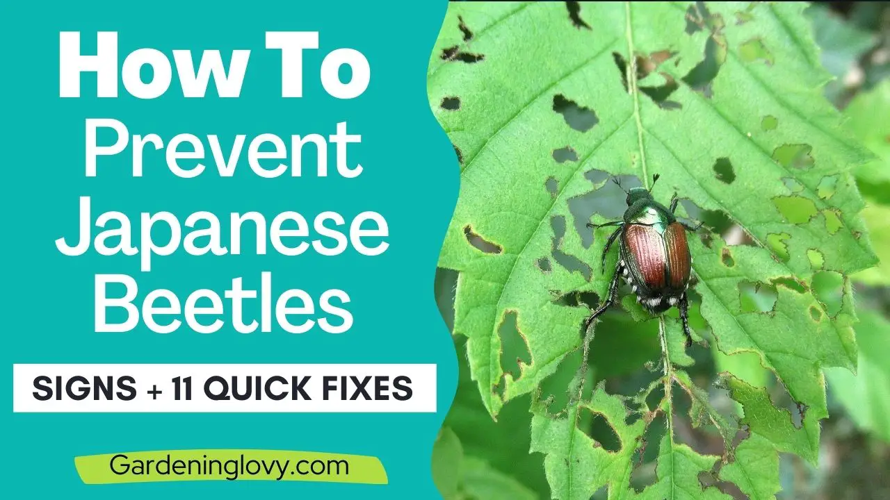 how to prevent Japanese beetles From garden