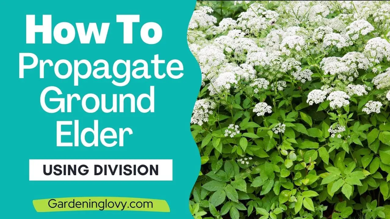How To Propagate Ground Elder Using Division: 5 Steps