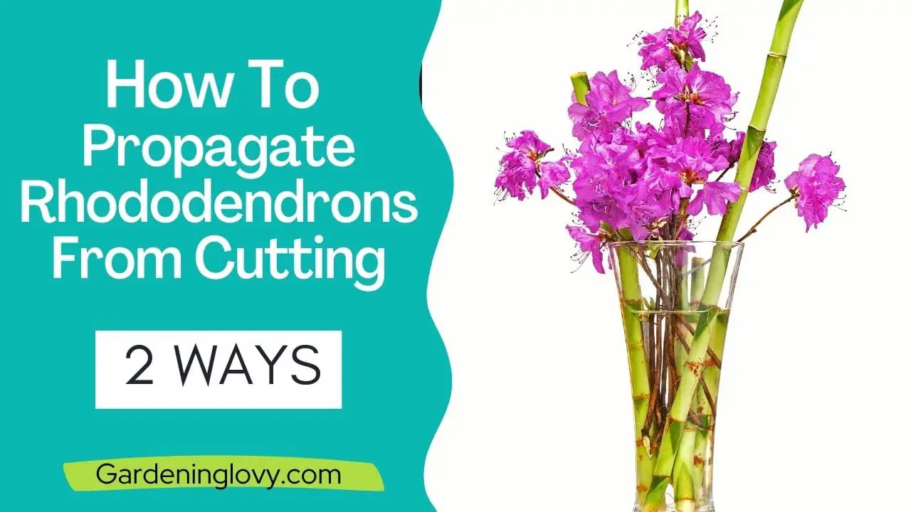 How To Propagate Rhododendrons From Cutting