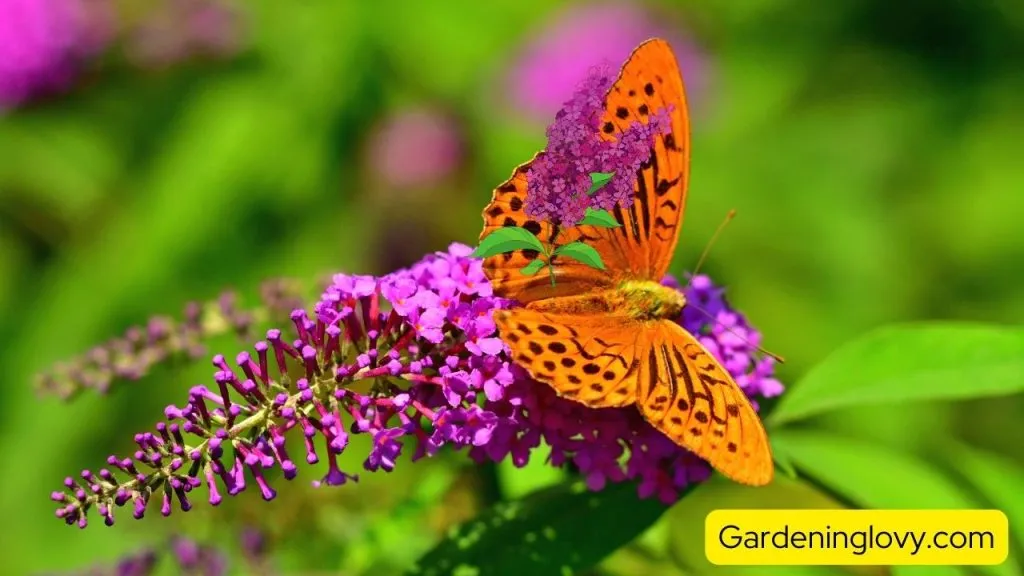 How to grow Butterfly Bush