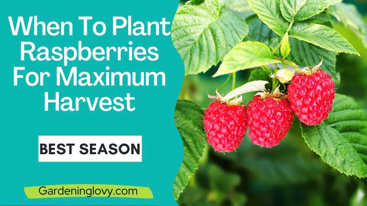 when to plant raspberries: best season