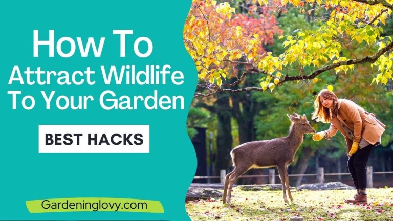 How To Attract Wildlife To Your Garden
