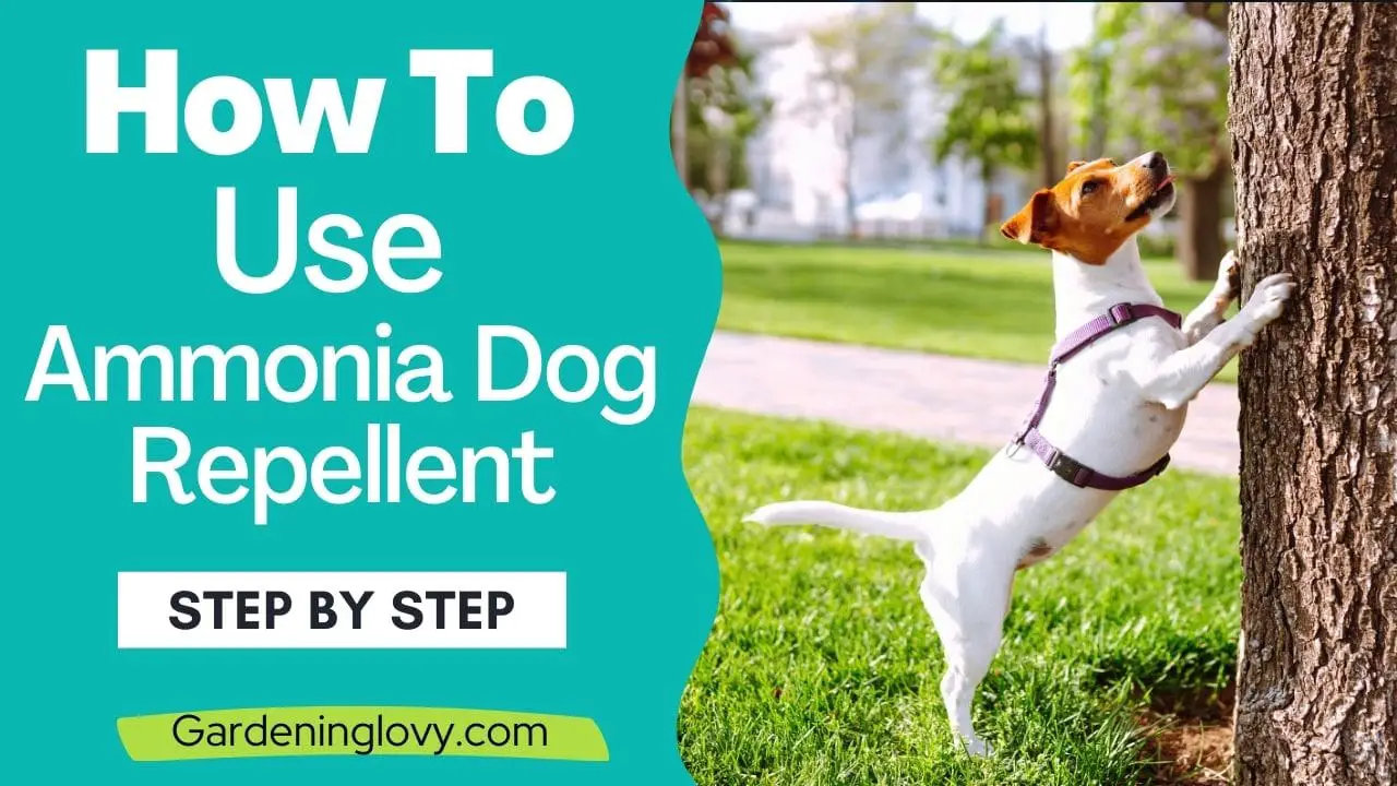 How to Use Ammonia Dog Repellent to Safeguard Your Plants