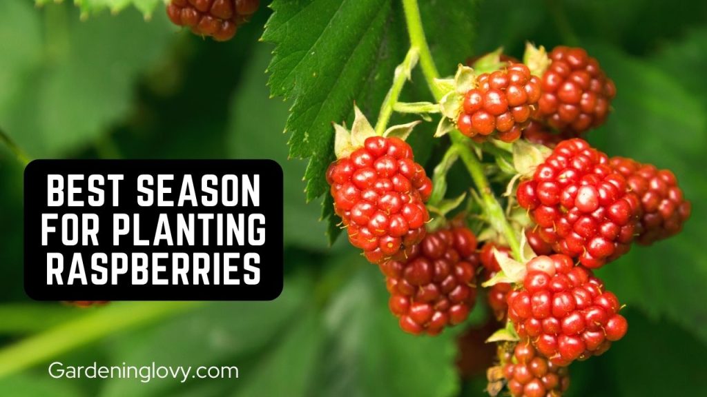 when is the best season to plant raspberries