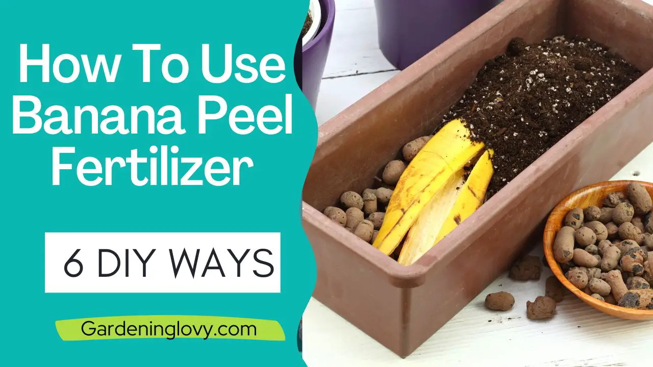 DIY Banana Peel Fertilizer For Plants