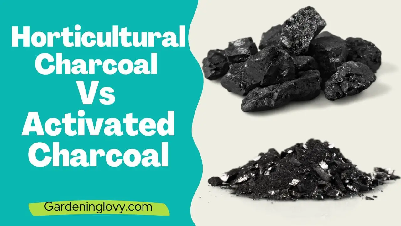 Horticultural Charcoal vs Activated Charcoal