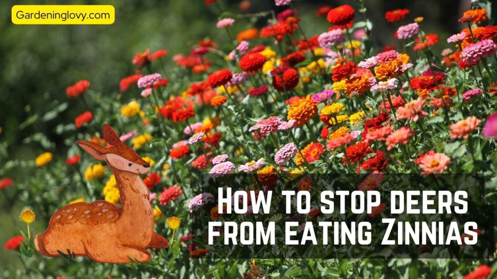 How to prevent deers from Eating Zinnias
