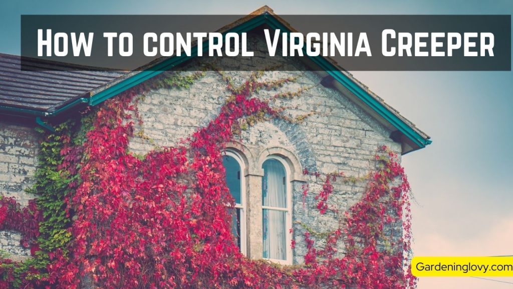 How To Control Virginia Creeper