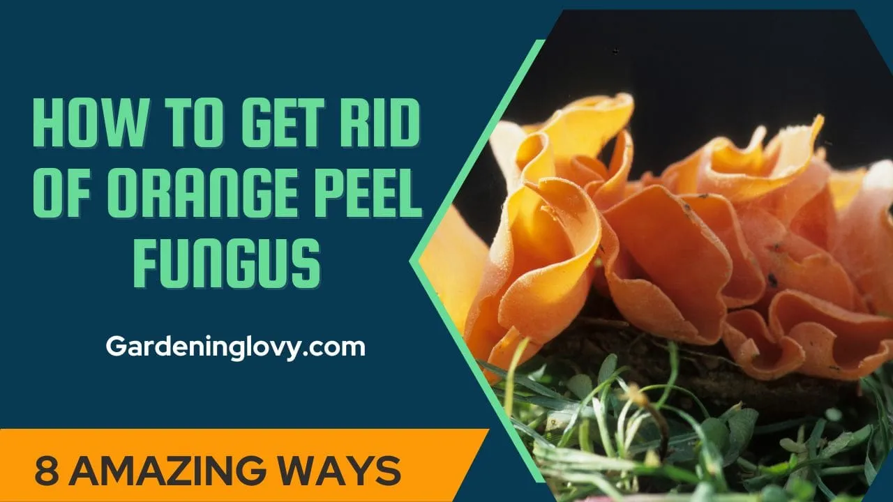 How To Get Rid Of Orange Peel Fungus