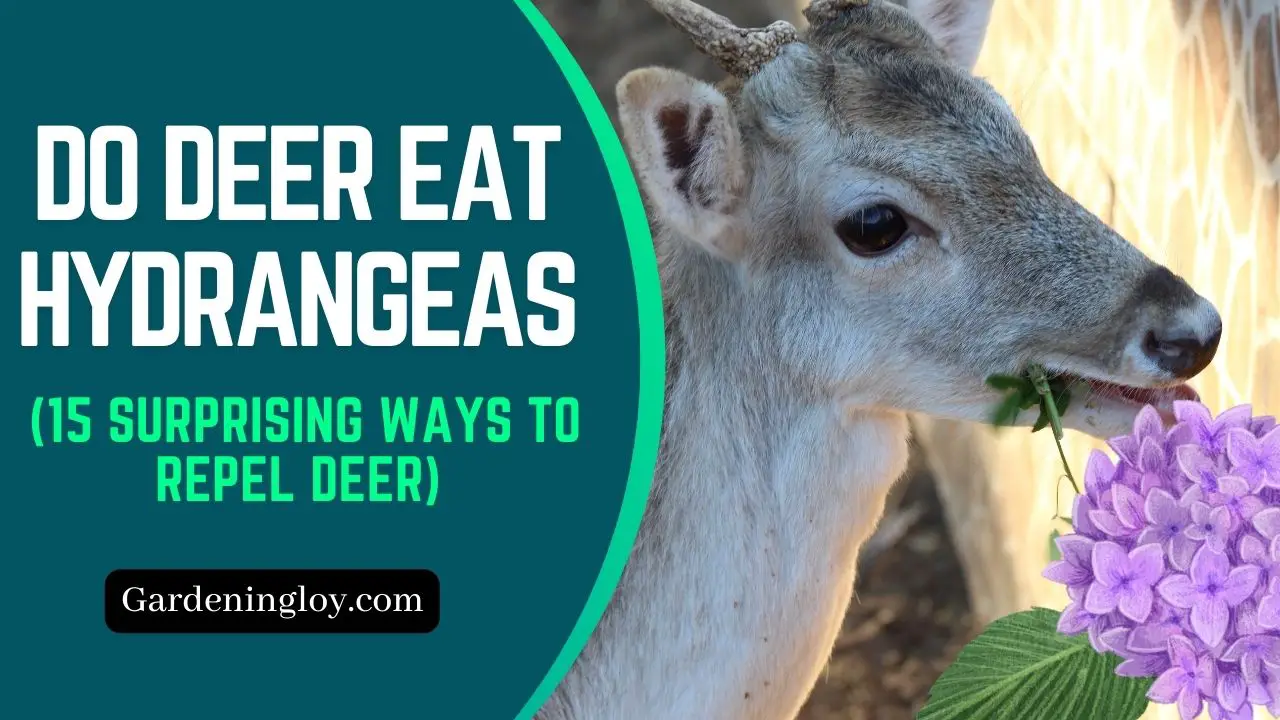Do Deer Eat Hydrangeas? How to stop