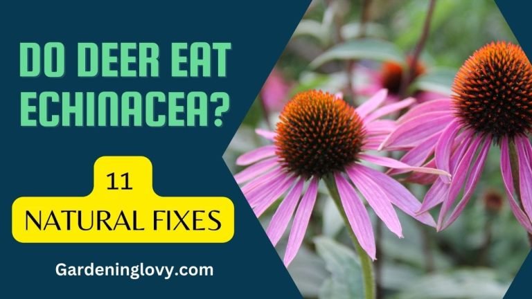 Do Deer Eat Echinacea (Reasons + 11 Natural Fixes)