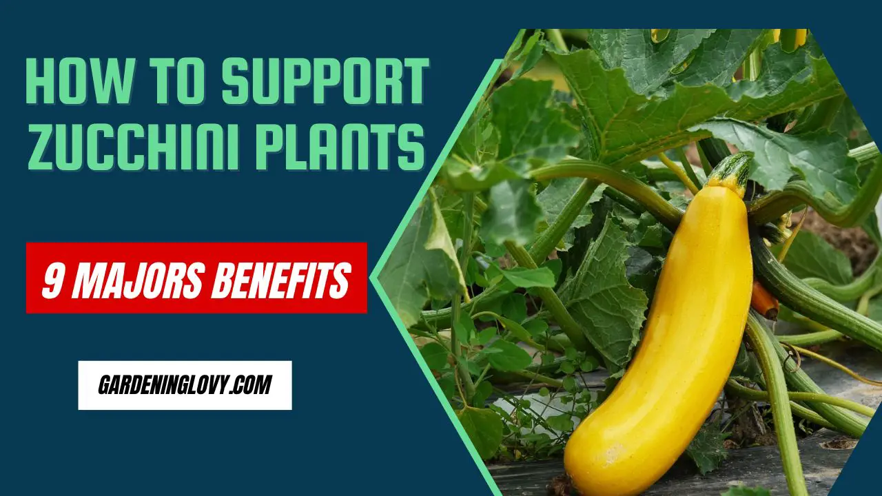 How to Support Zucchini Plants