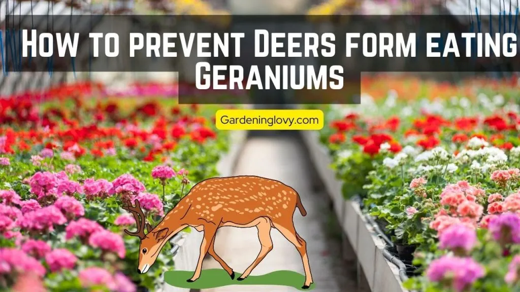 Why Do Deer Eat Geraniums?