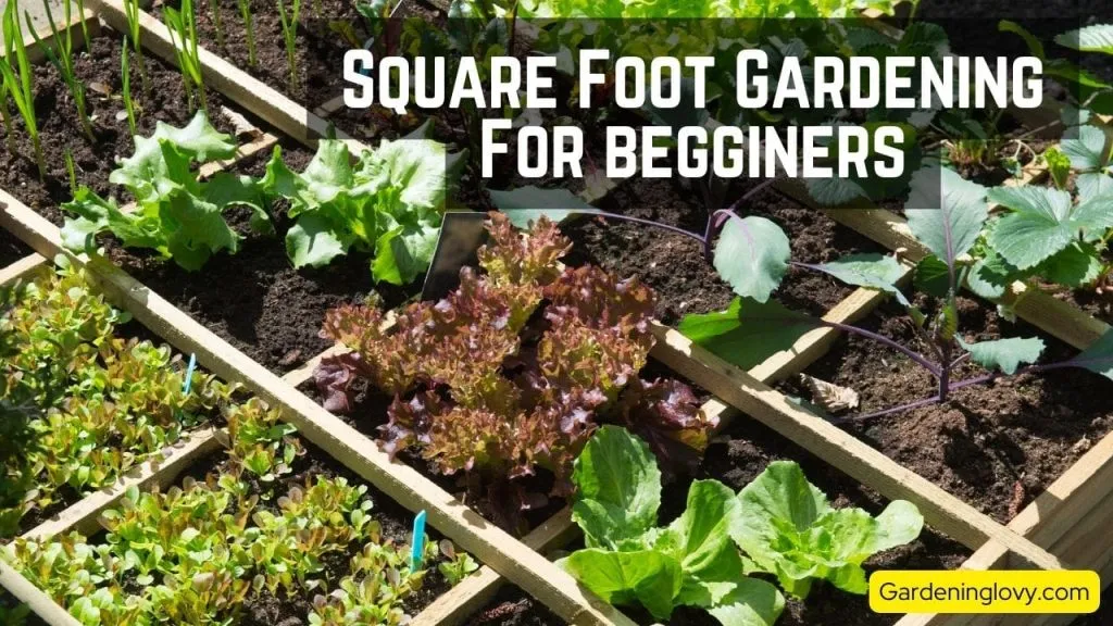 Square Foot Gardening For Beginners