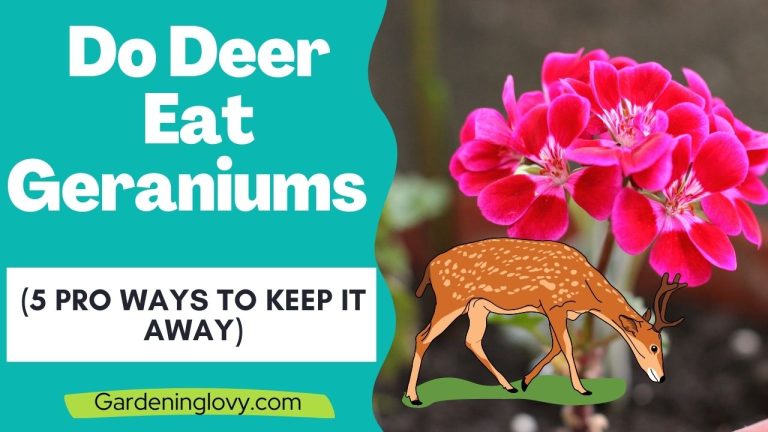 Do Deer Eat Geraniums? how to prevent it