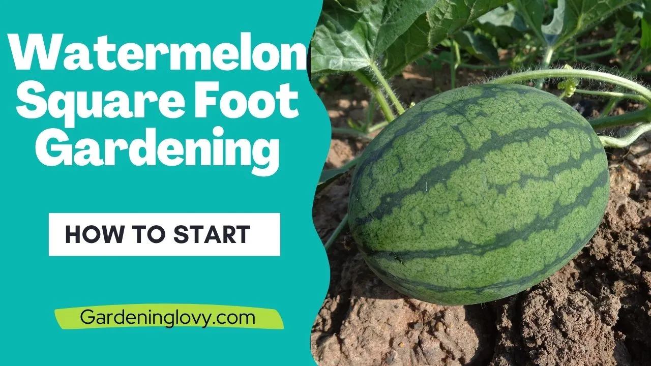 Watermelon square foot gardening Tips