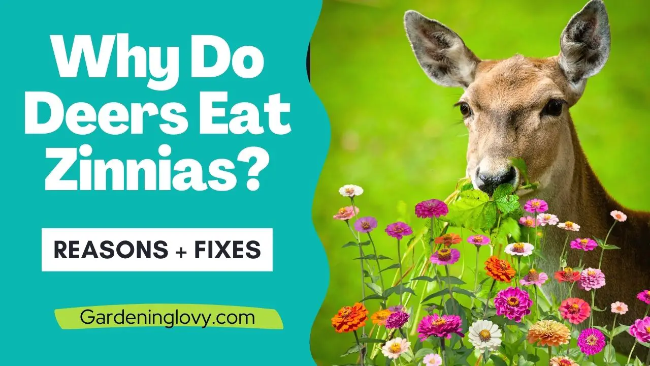 Why Do Deers Eat Zinnias?