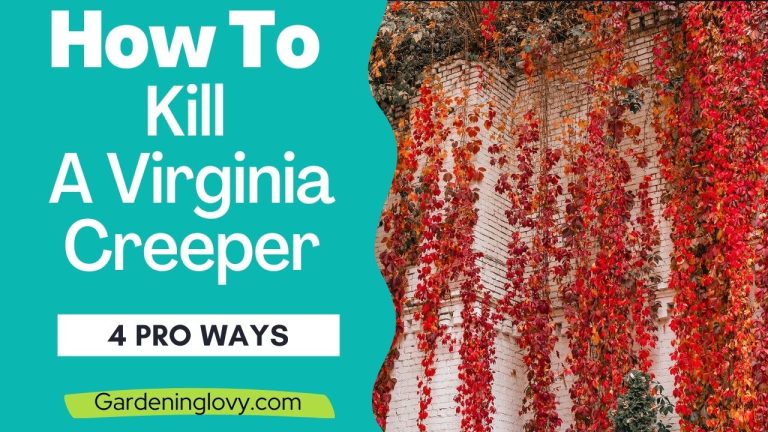 2 min How To Kill A Virginia Creeper: (4 Permanent Fixes)