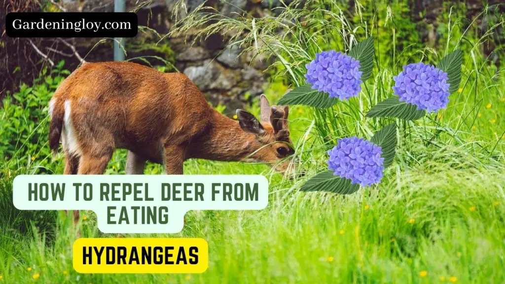 Why Do Deer Eat Hydrangeas? Fixes