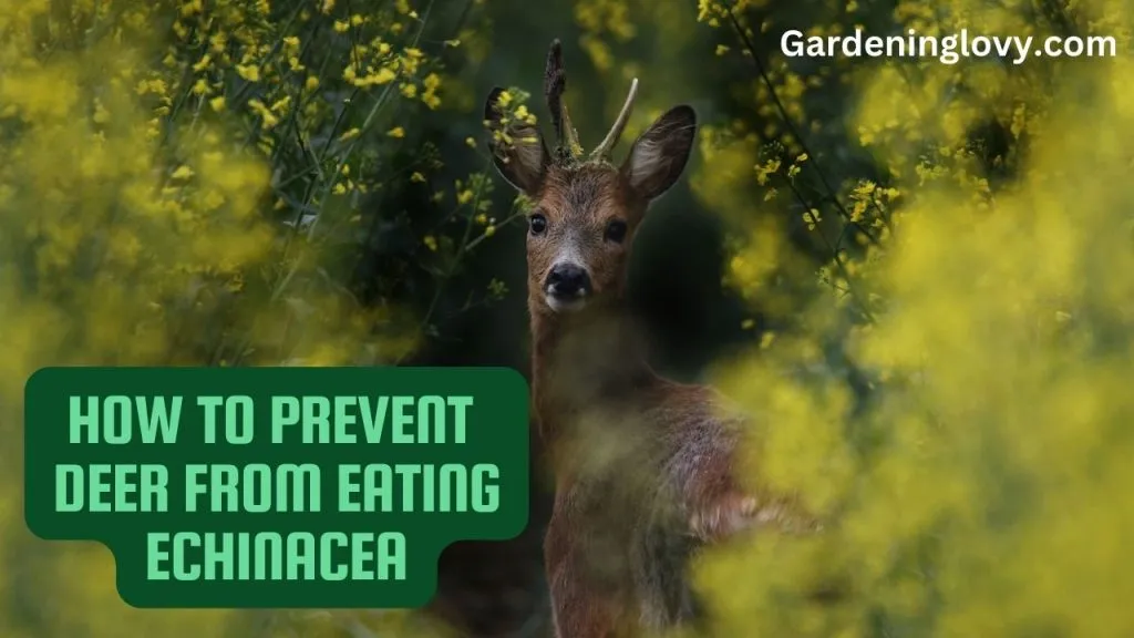 How to prevent deers from eating Echinacea 
