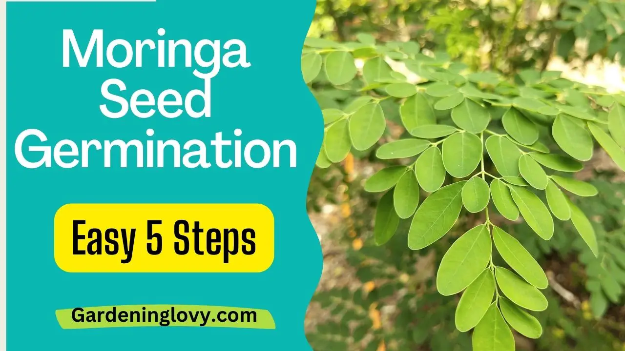 Moringa Seed Germination Step By Step