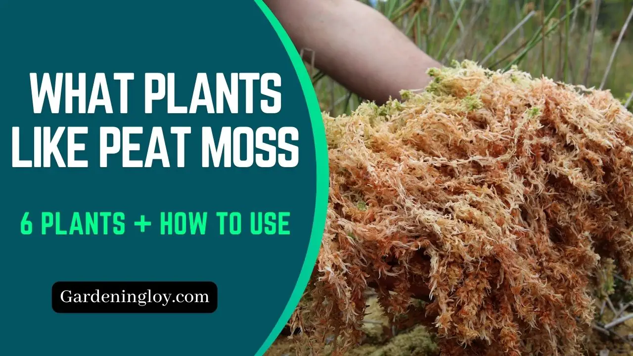 What Plants Like Peat Moss