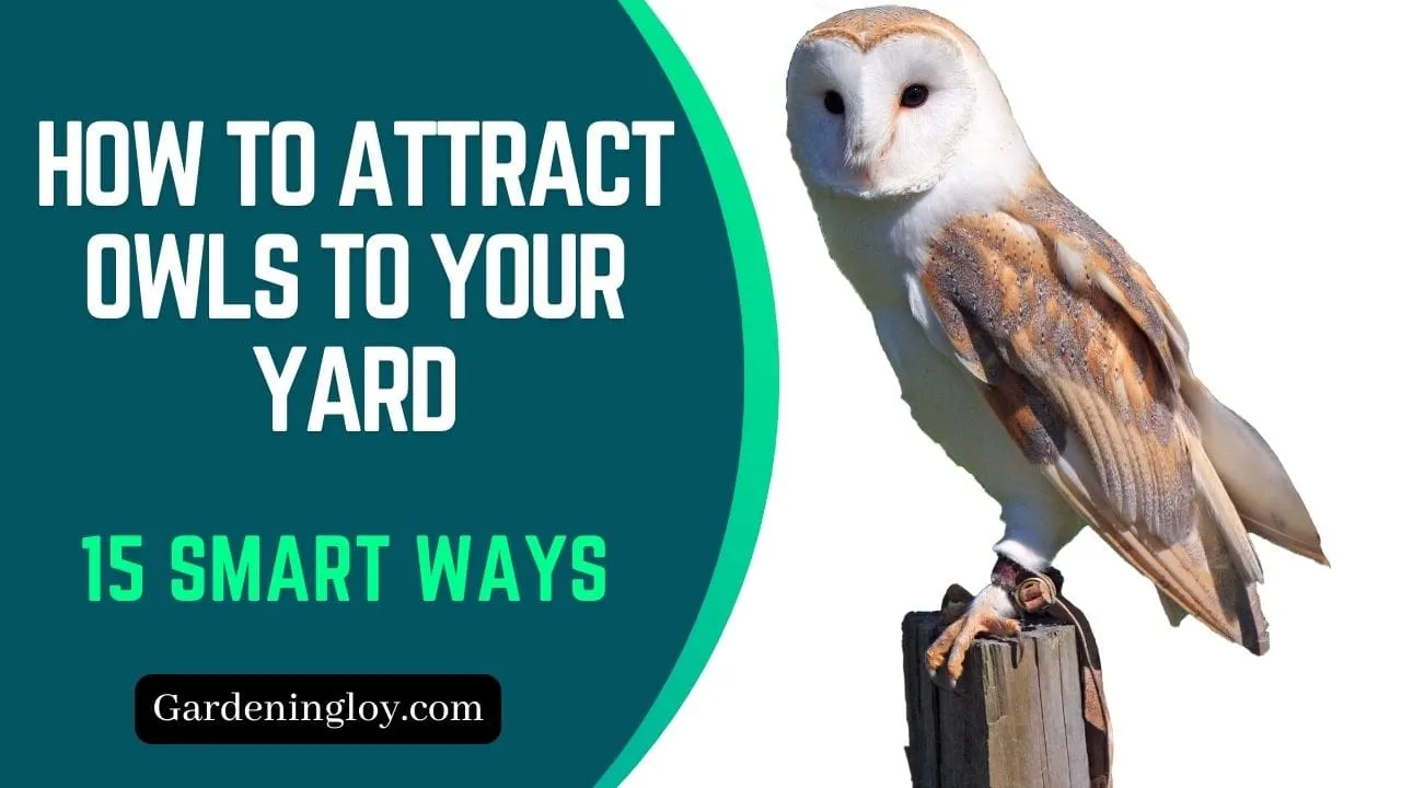 17 Smart Ways: how to attract owls to your yard