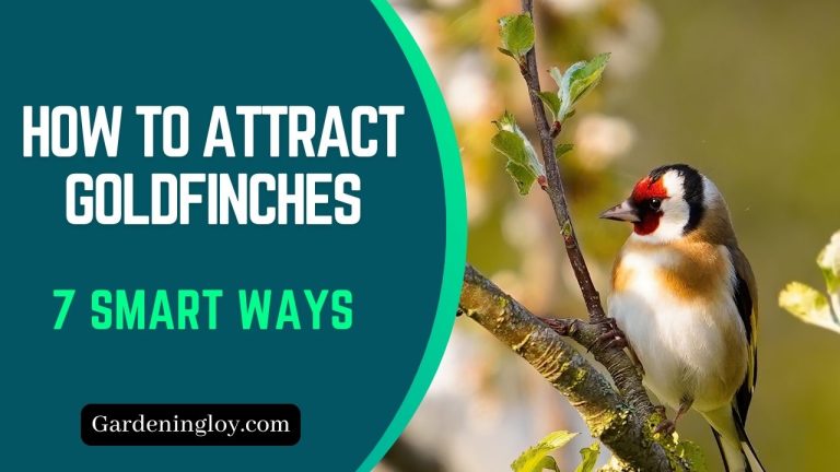 How to Attract Goldfinches to Your Garden