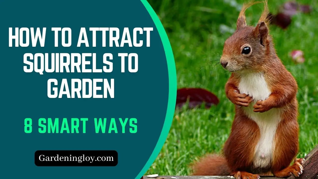 How to Attract Squirrels to Your Garden