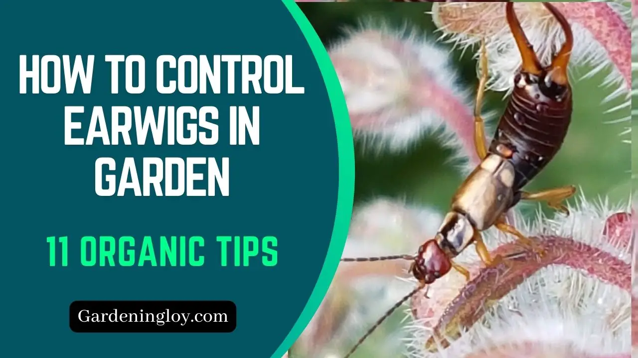 How To Control Earwigs in Garden