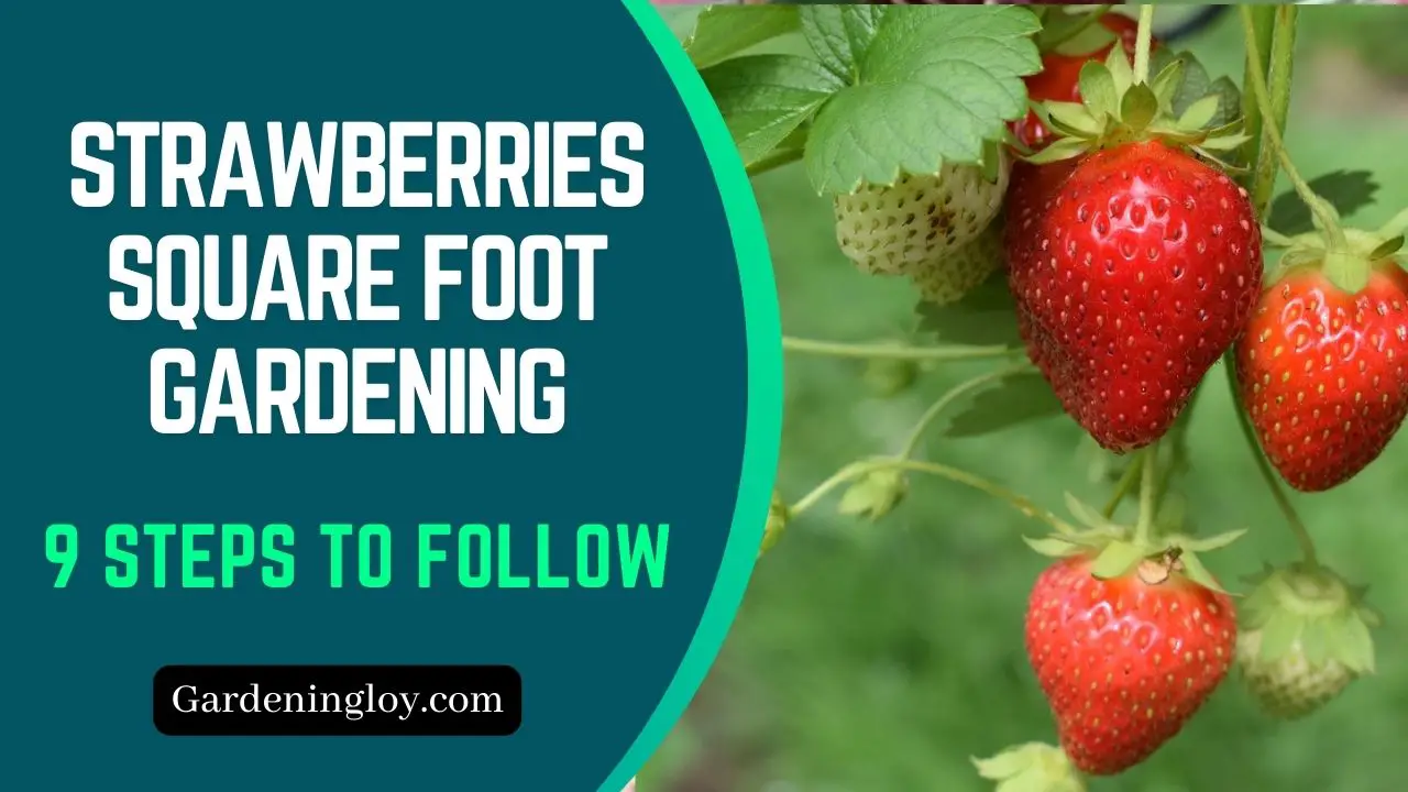 Strawberries Square Foot Gardening