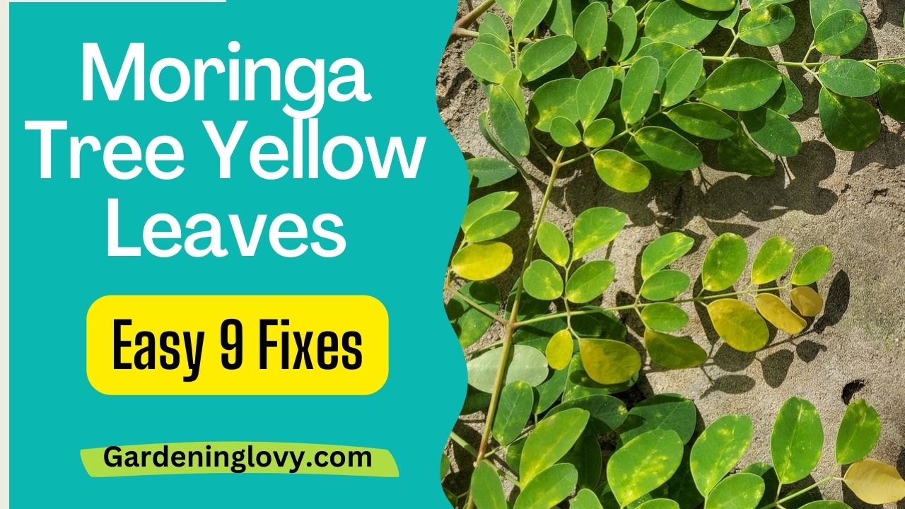 Moringa Tree Yellow Leaves Fixes