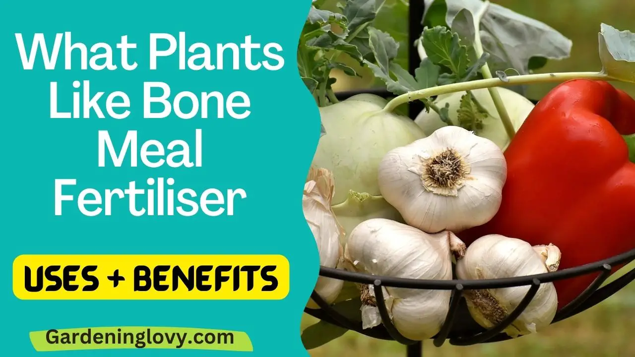 What Plants Like Bone Meal