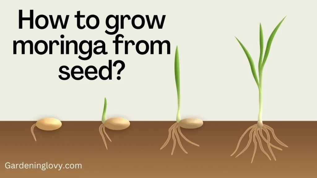How to grow moringa from seeds