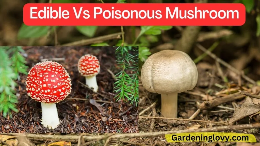Edible Vs poisonous mushroom
