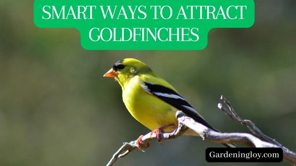 Invite Goldfinches to Your Garden