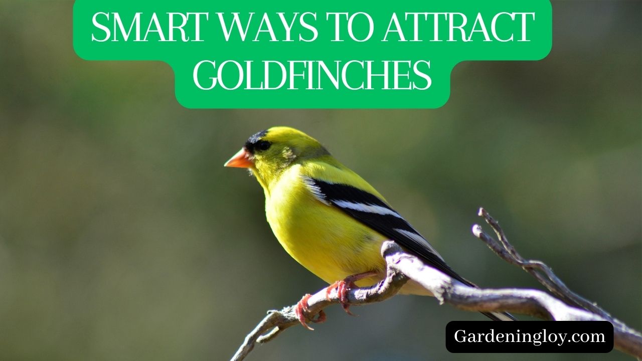 How To Attract Goldfinches To Your Garden 7 Smart Ways