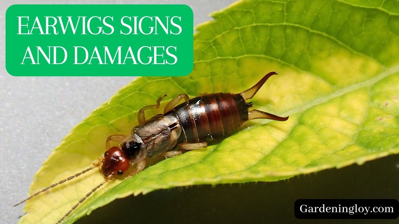 How To Control Earwigs In Garden 11 Natural Hacks
