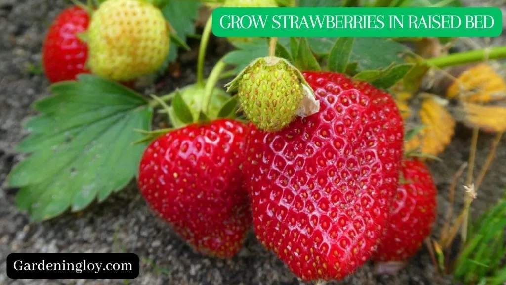 How To Grow Strawberries In Raised Bed