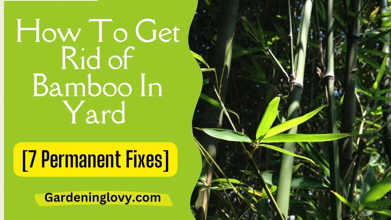how to get rid of bamboo in yard (quick fixes)