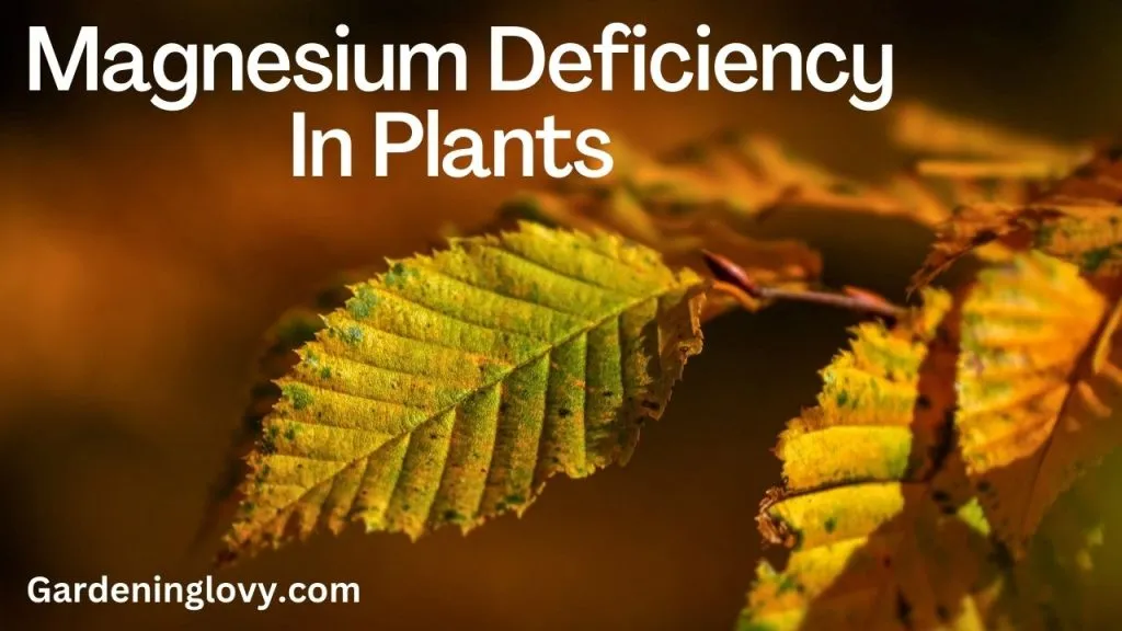 Symptoms of magnesium deficiency in plants 